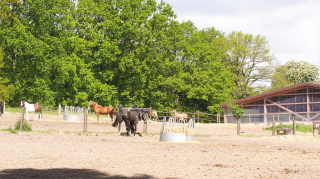 Halle und Paddock Paddock Hof Meyer